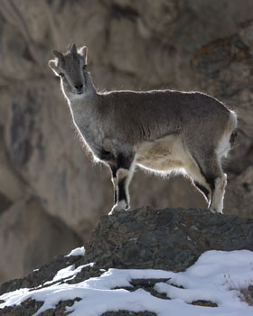 sheep